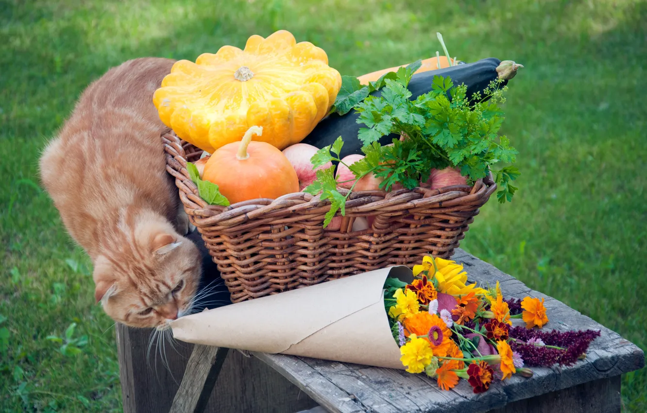 Photo wallpaper greens, cat, grass, flowers, basket, apples, pumpkin, red