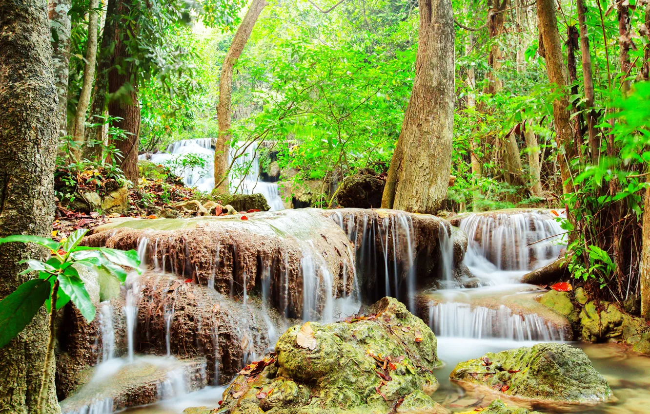 Photo wallpaper forest, leaves, trees, stream, stones, waterfall, moss