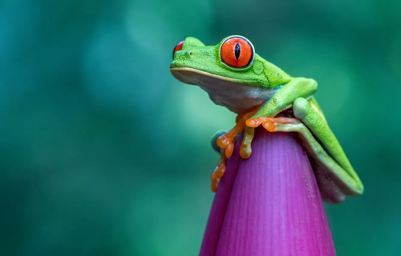 Wallpaper flower, frog, green background, redeyed tree frog images for