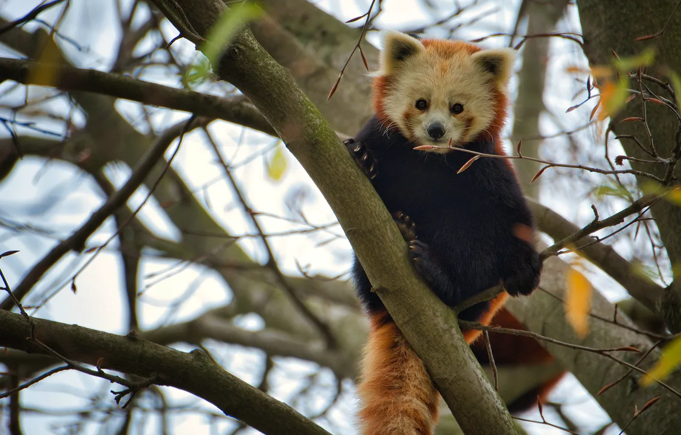 Photo wallpaper trees, red Panda, red Panda