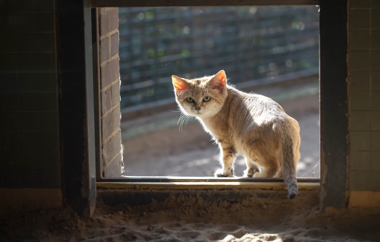 Photo wallpaper cat, cat, window, red, looks, sandy