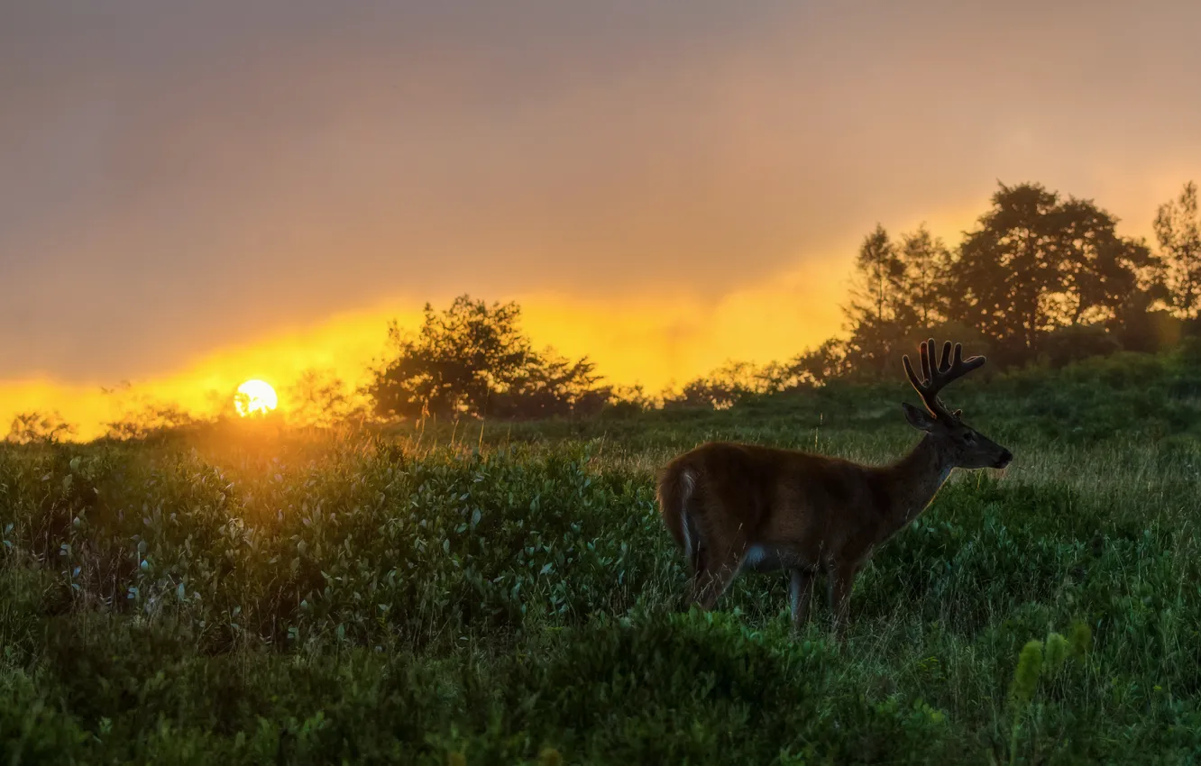 Photo wallpaper grass, the sun, sunset, the evening, deer, the bushes