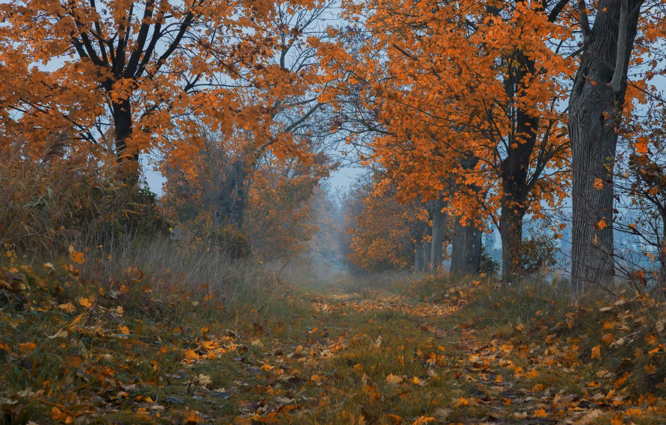 Photo wallpaper autumn, grass, trees, foliage, path