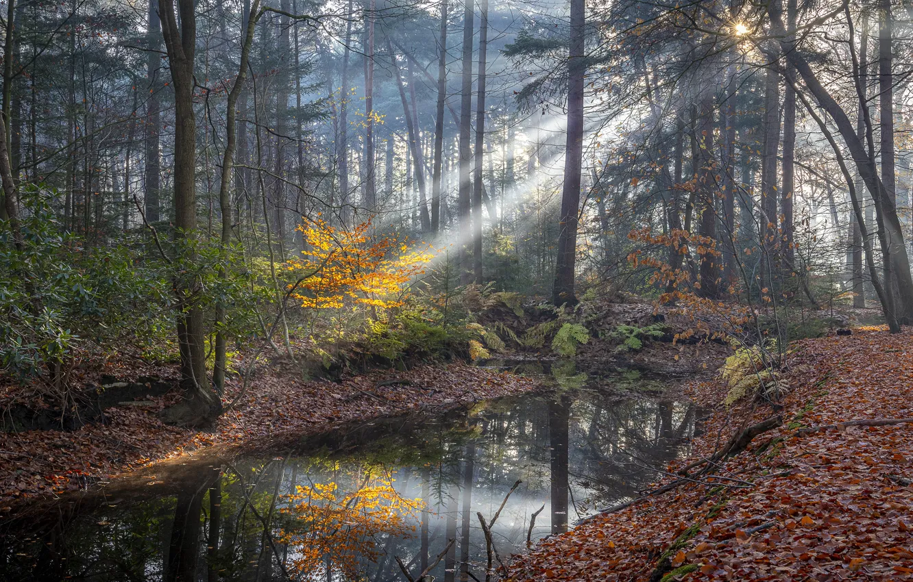 Photo wallpaper autumn, forest, leaves, water, the sun, rays, light, trees