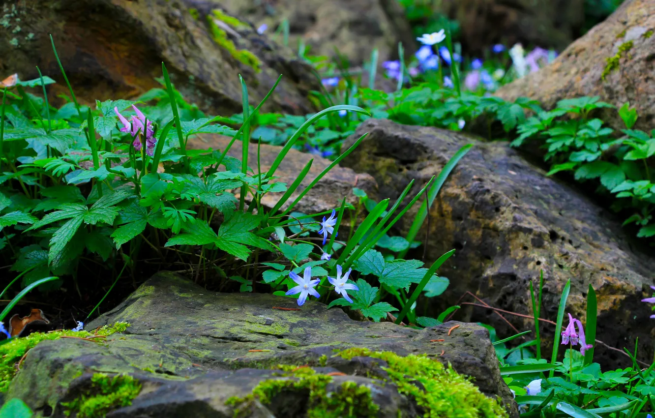 Photo wallpaper green, flower, stones, plant, most