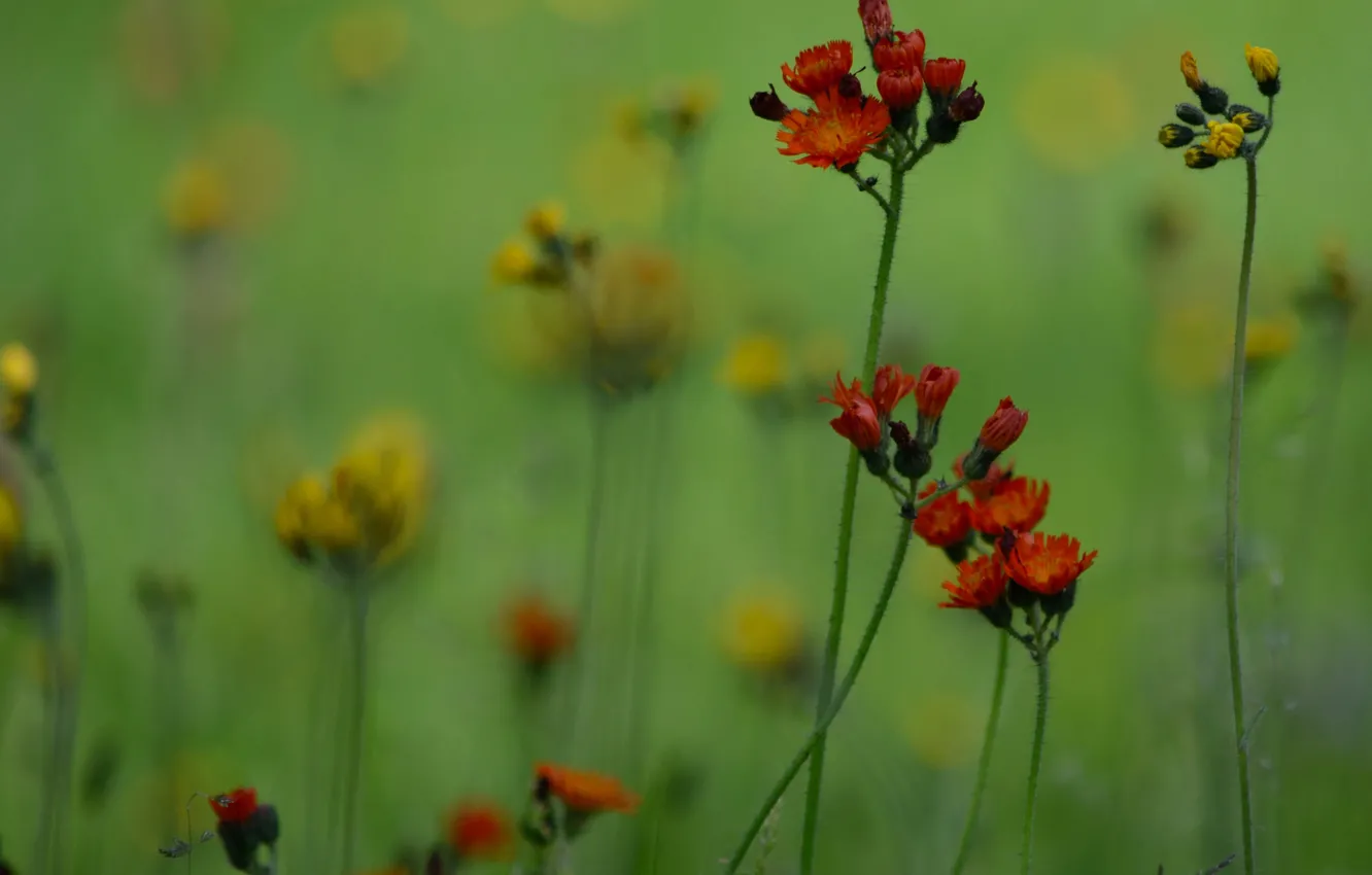 Photo wallpaper field, grass, flowers, plant, meadow