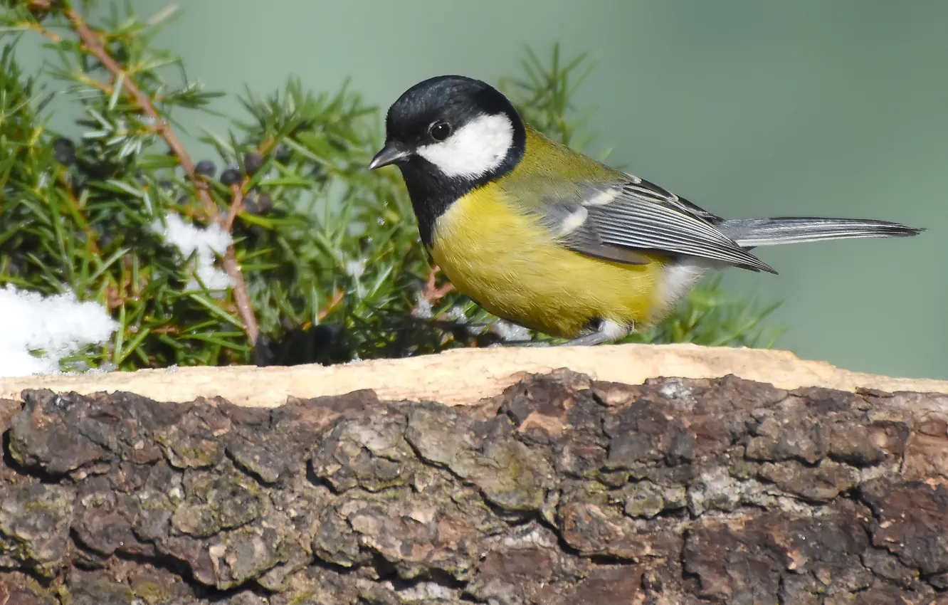 Photo wallpaper bird, photohunt, Big tit