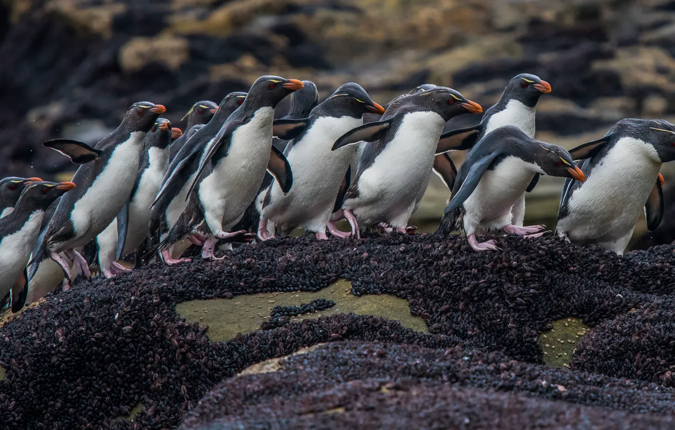 Photo wallpaper bird, pack, penguins, a lot