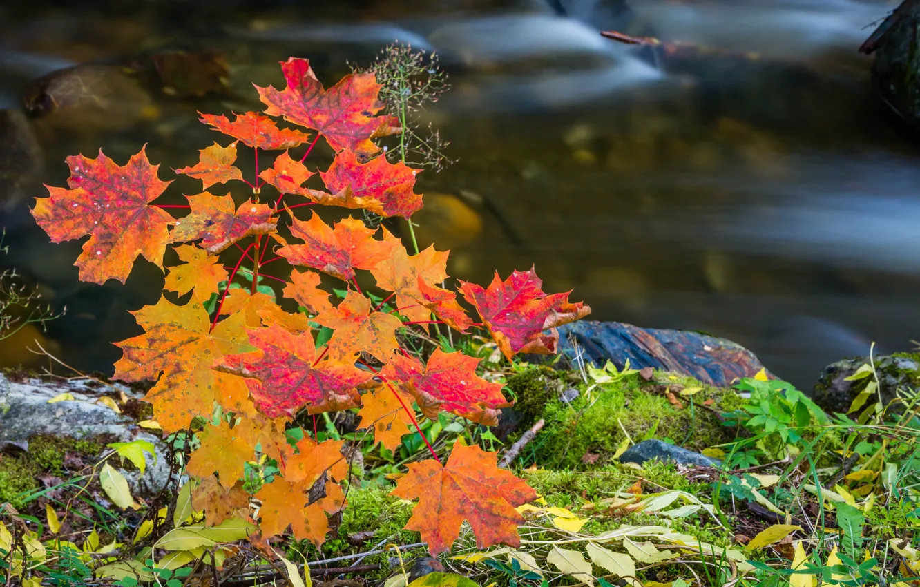 Photo wallpaper autumn, leaves, stones, river, the colors of autumn