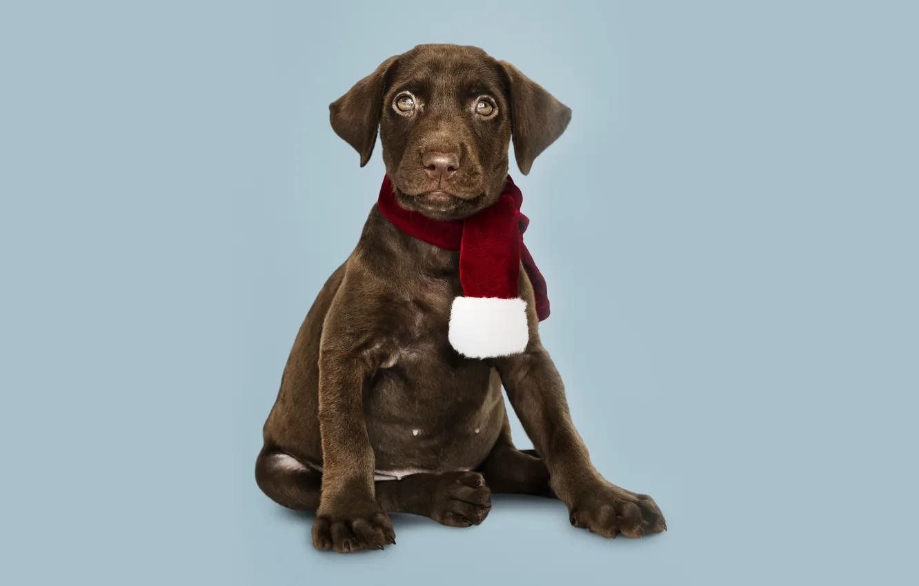 Photo wallpaper dog, New Year, Christmas, puppy, Labrador, Christmas, puppy, dog