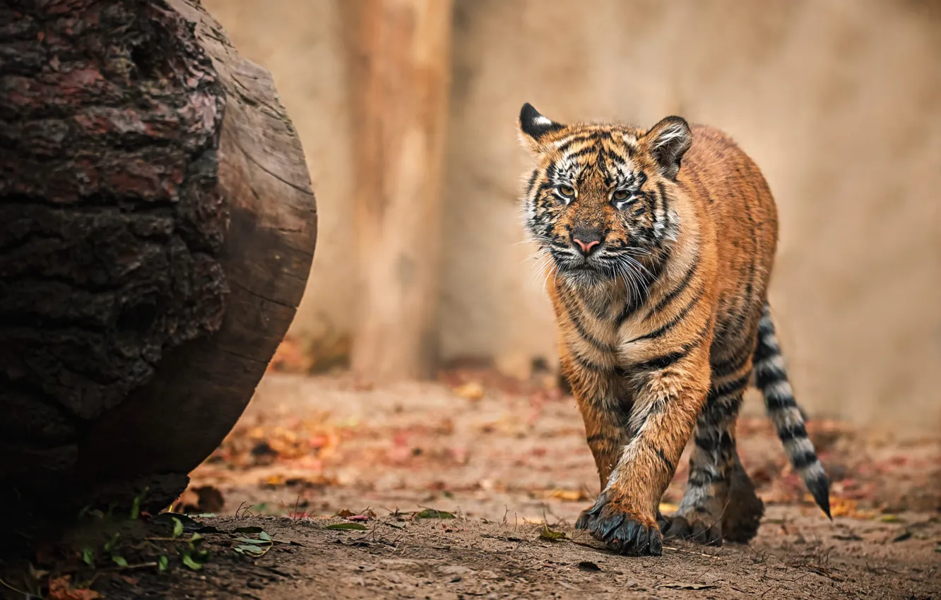 Photo wallpaper tiger, background, walk, log, tiger, tiger