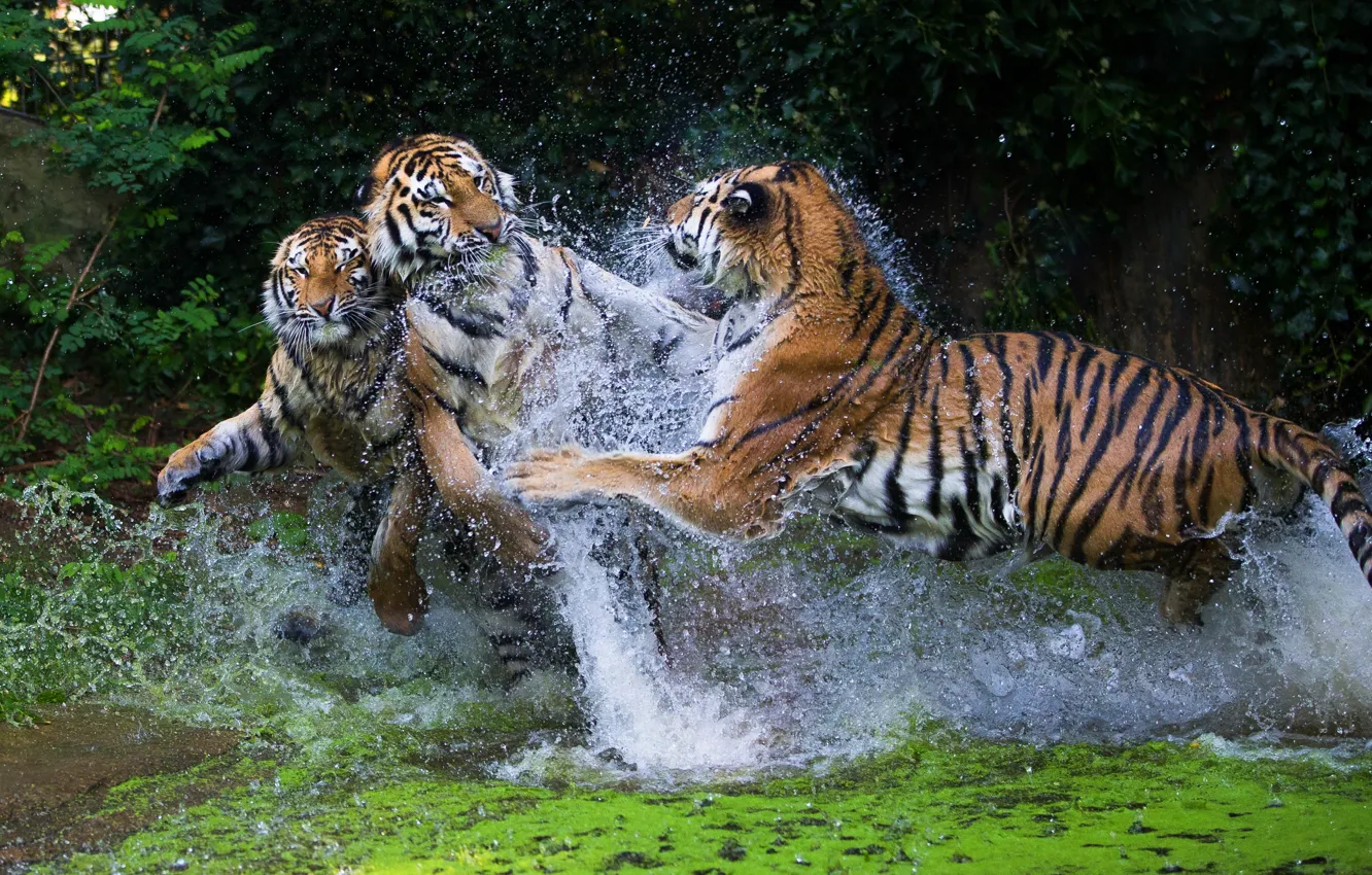 Photo wallpaper face, water, squirt, tiger, pose, jump, the game, paws