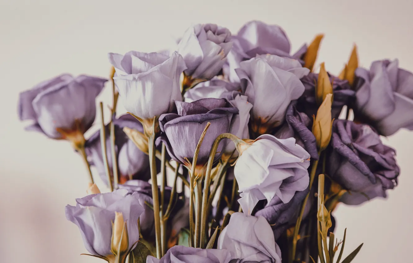 Photo wallpaper flowers, background, bouquet, purple, buds, lilac, eustoma