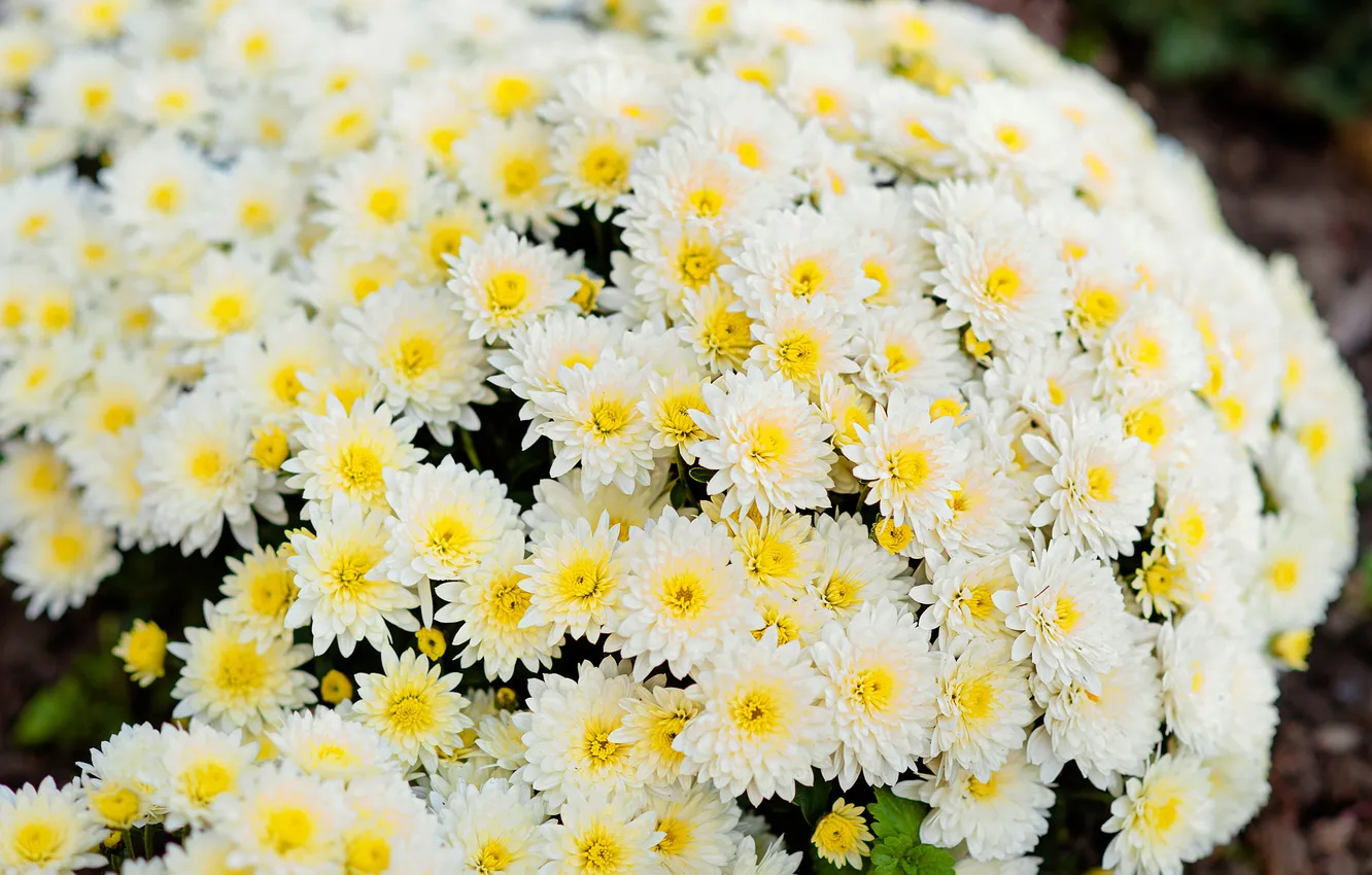 Photo wallpaper flowers, garden, white, the bushes, chrysanthemum, bokeh