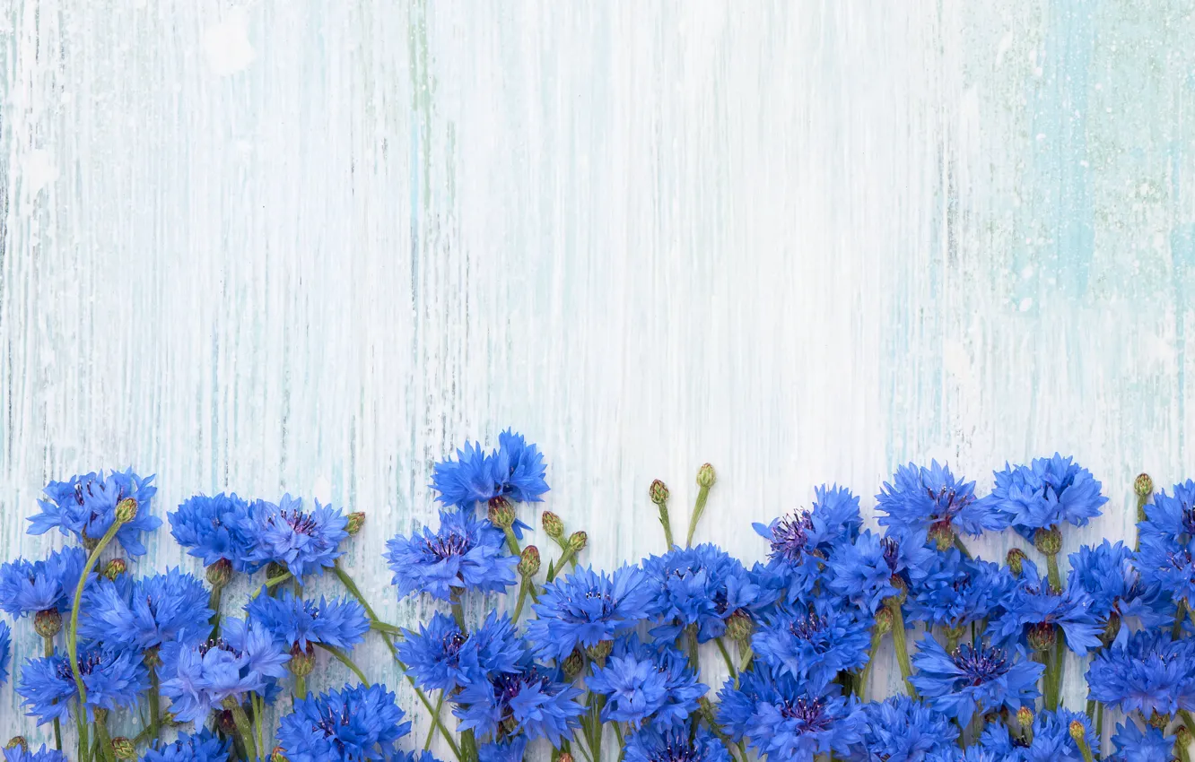 Photo wallpaper flowers, background, blue, cornflowers