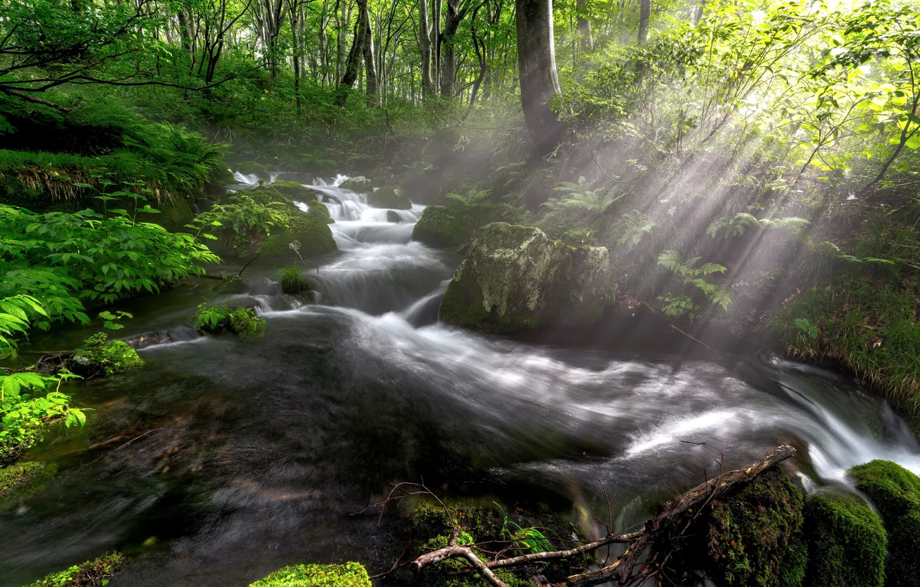 Photo wallpaper forest, light, stream, waterfall, river