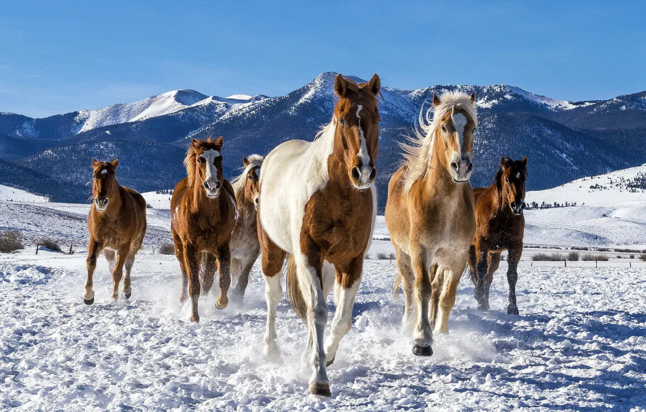 Photo wallpaper winter, snow, horse, the herd