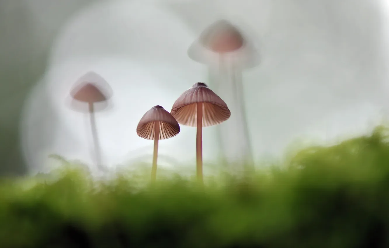 Photo wallpaper macro, nature, mushrooms
