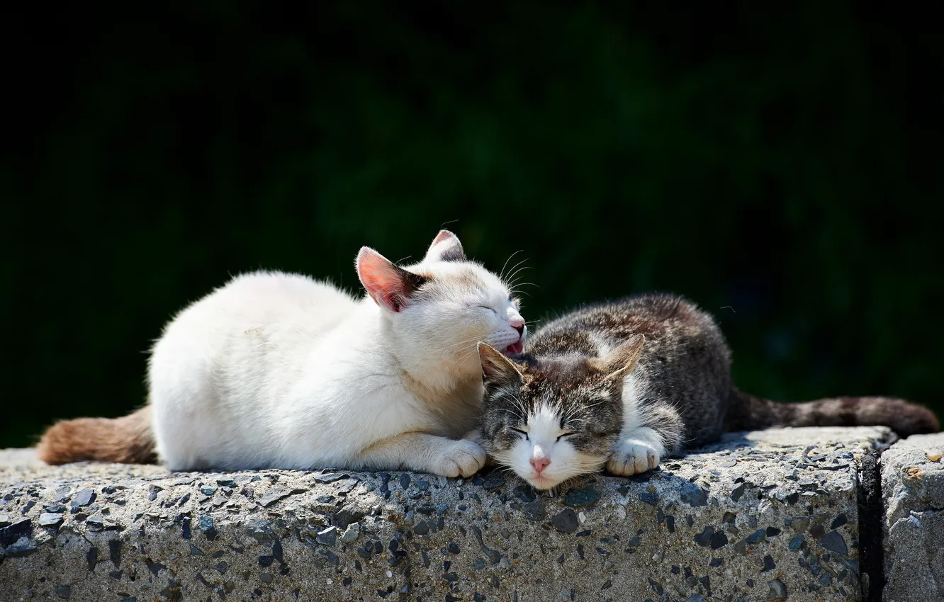 Photo wallpaper cat, nature, spring
