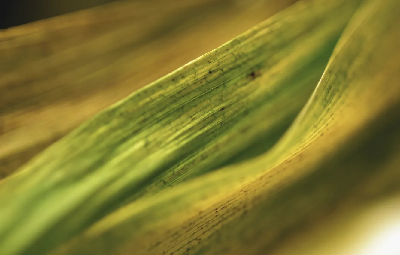 Photo wallpaper leaves, edge, veins