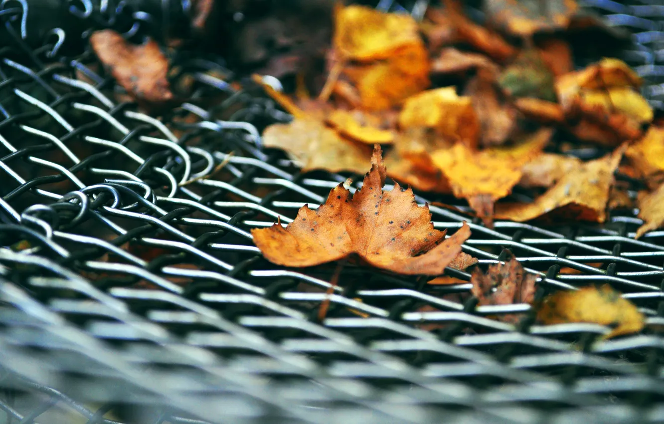 Photo wallpaper autumn, leaves, grille