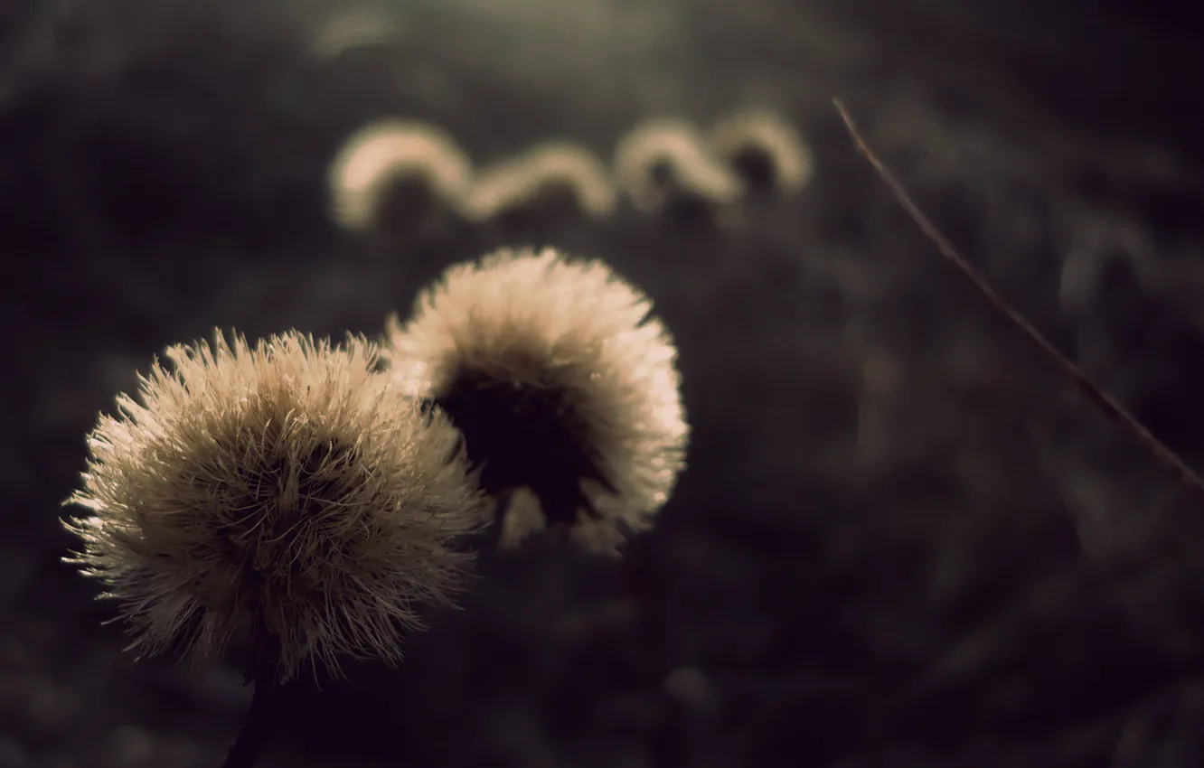 Photo wallpaper macro, flowers, photo, dandelion