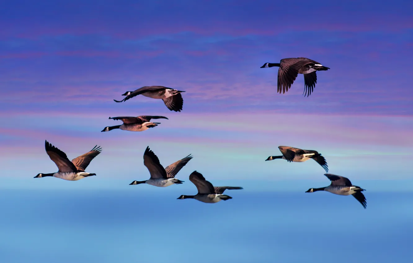 Photo wallpaper the sky, clouds, flight, birds, wings, geese