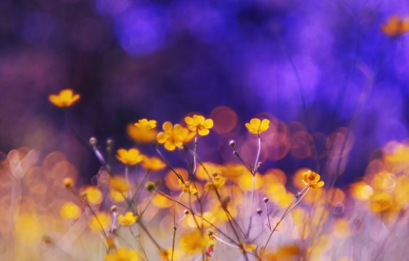 Photo wallpaper color, flowers, nature, background, Wallpaper, bright, plants