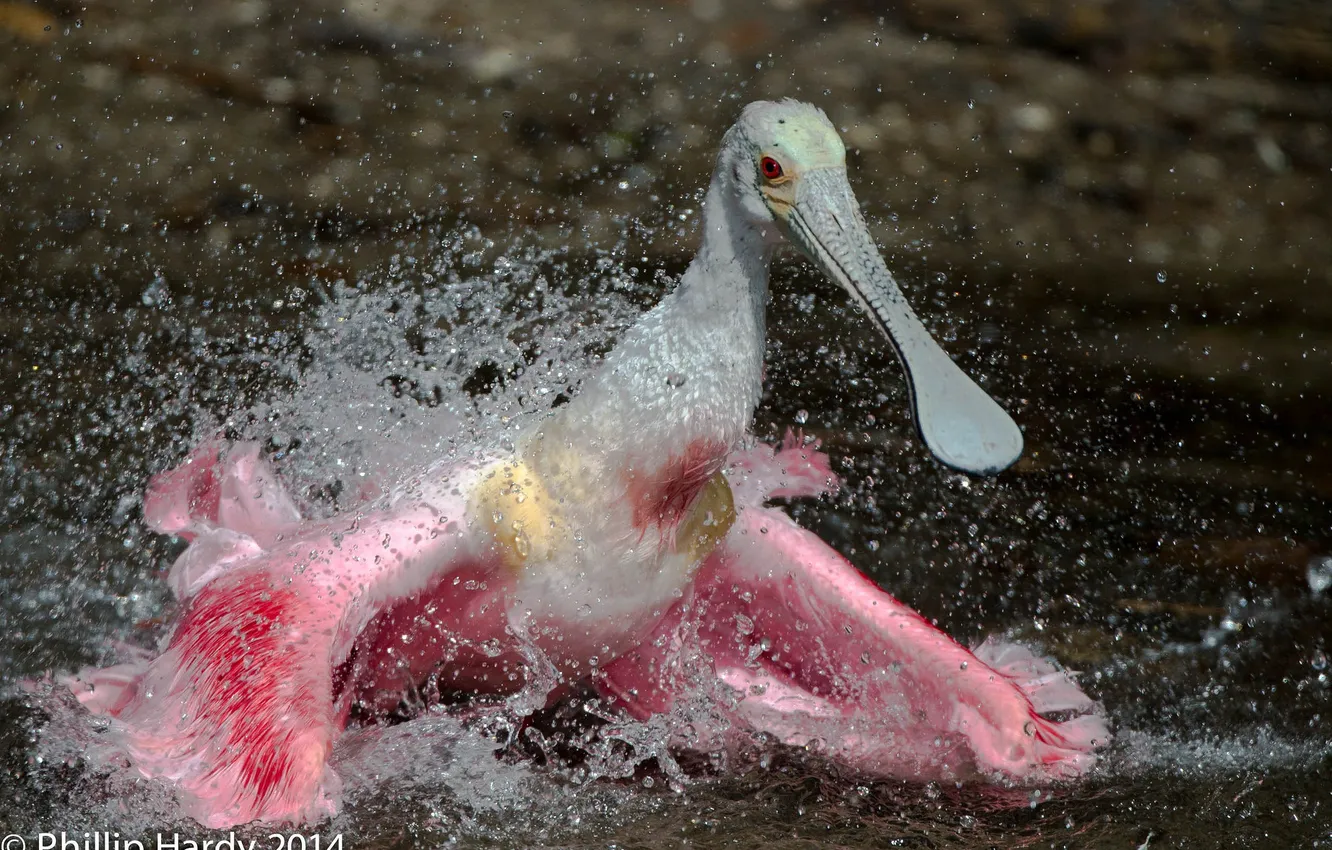 Photo wallpaper water, drops, squirt, bird, pink, beak