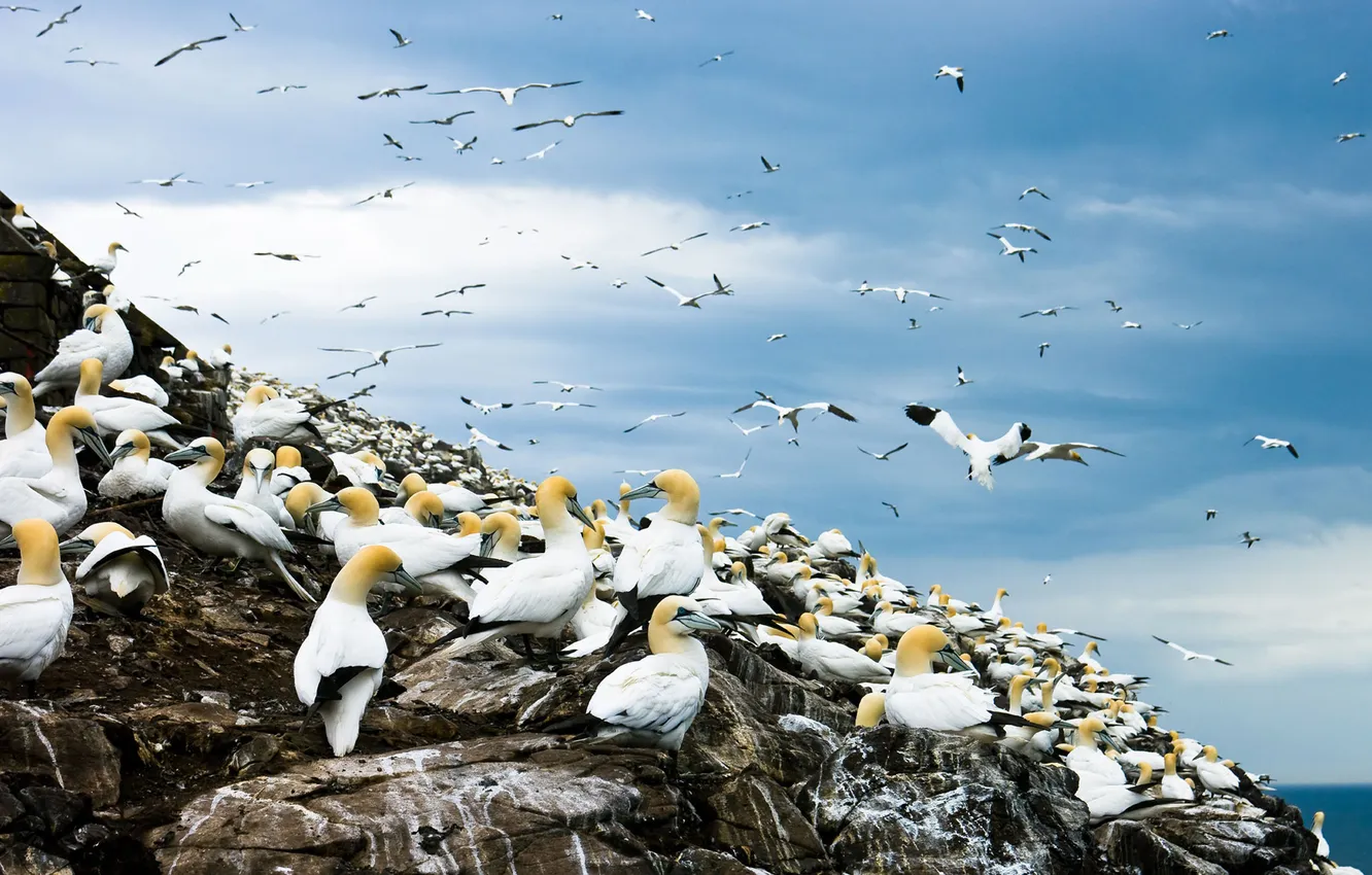 Photo wallpaper clouds, the ocean, FLIGHT, PACK, BIRDS, SLOPE, ROCK