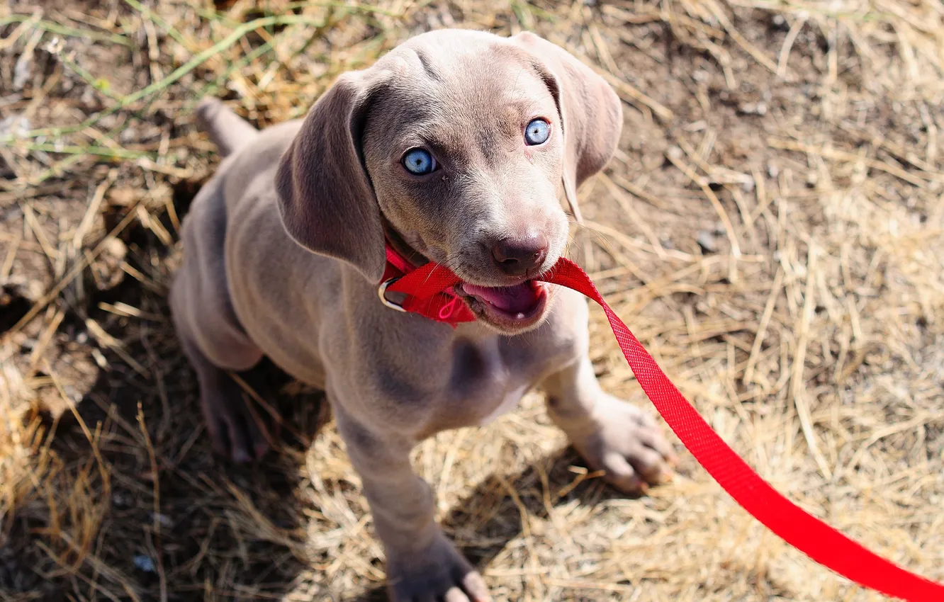 Photo wallpaper eyes, look, dog, puppy, leash, Weimaraner