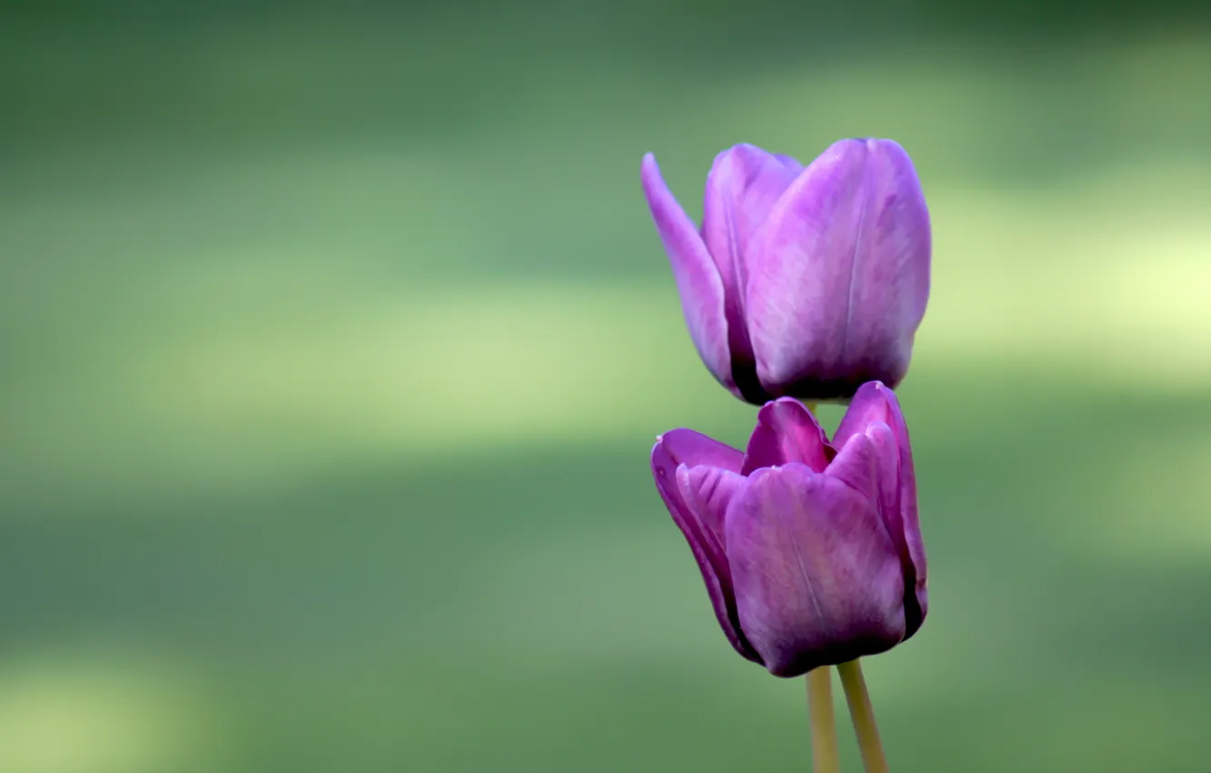 Photo wallpaper love, flowers, nature, green, romance, tulips