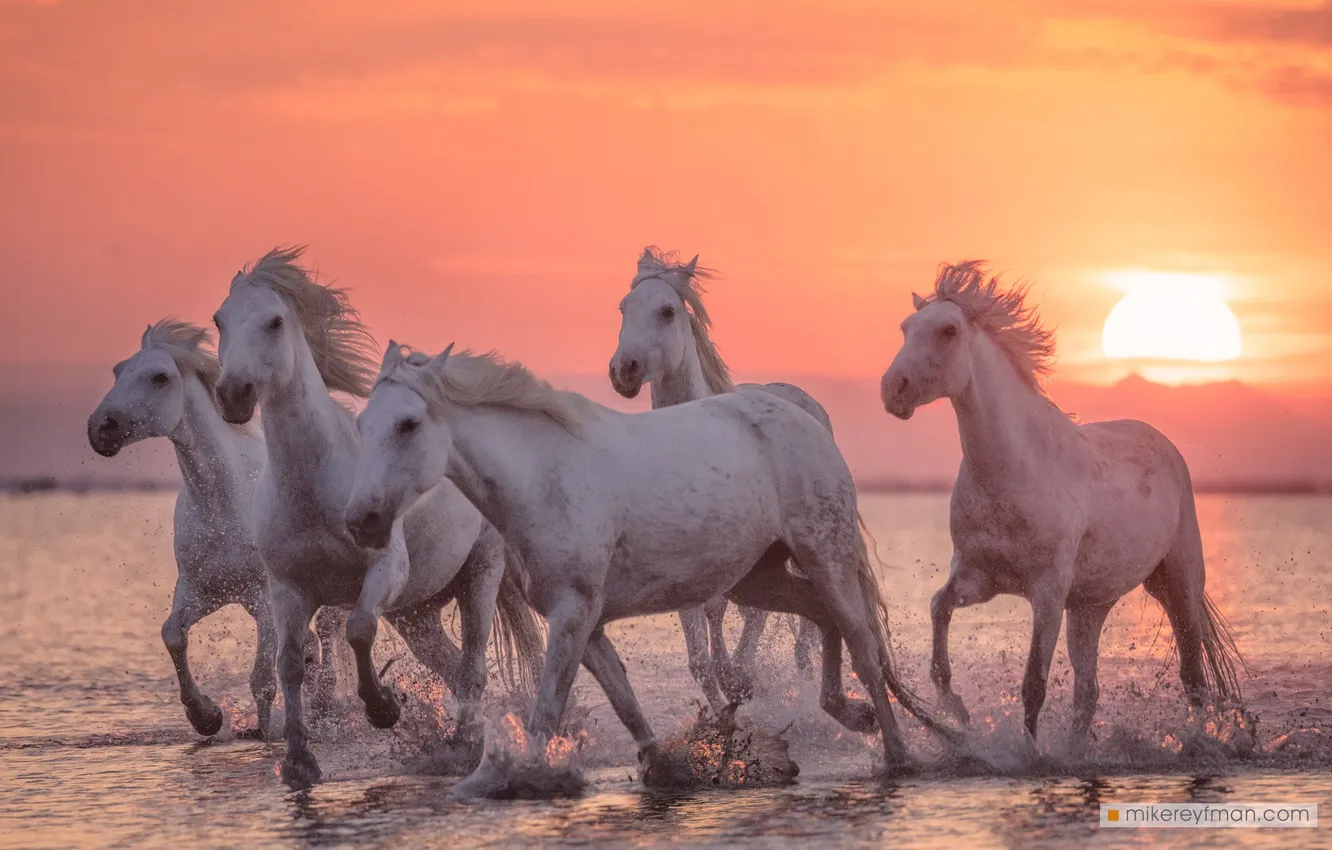 Photo wallpaper sea, sunset, white horse, Mike Reifman
