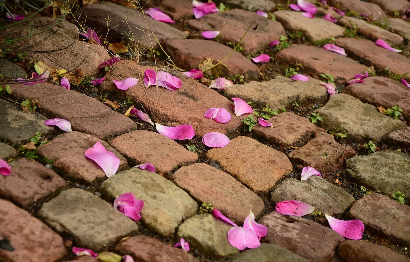 Photo wallpaper stones, pavers, petals