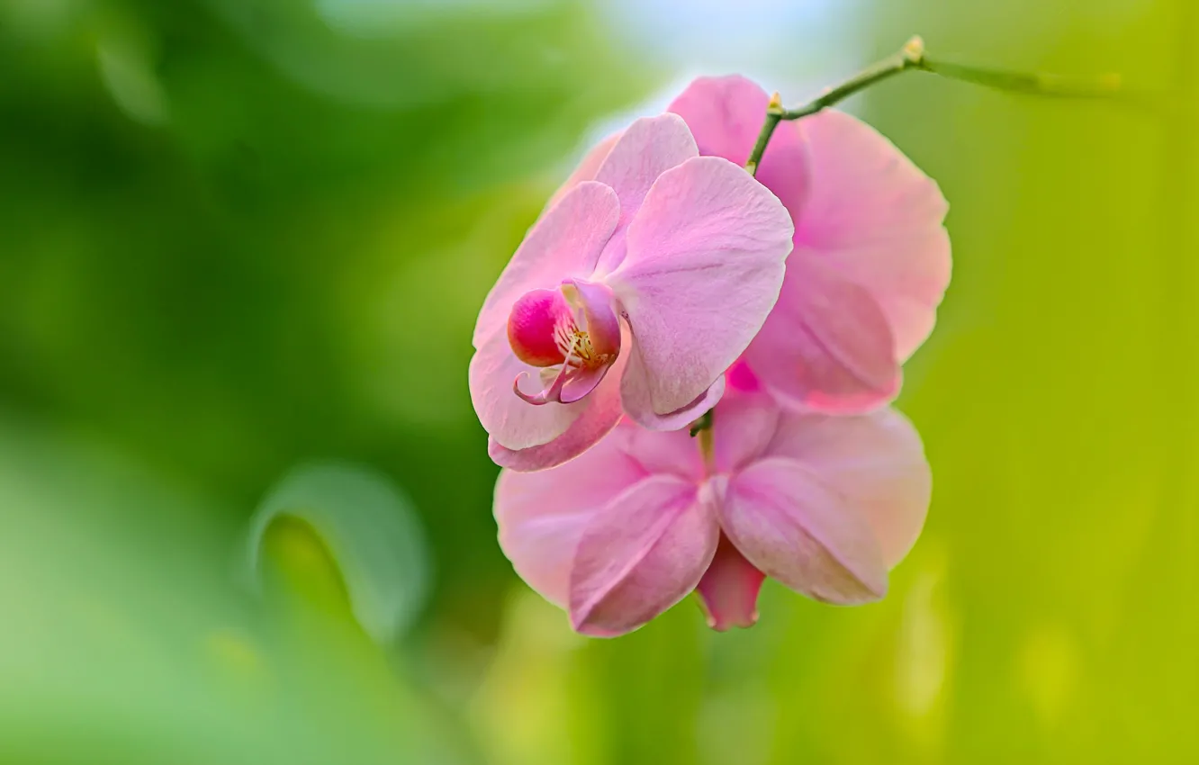 Photo wallpaper macro, background, Orchid, Phalaenopsis, bokeh
