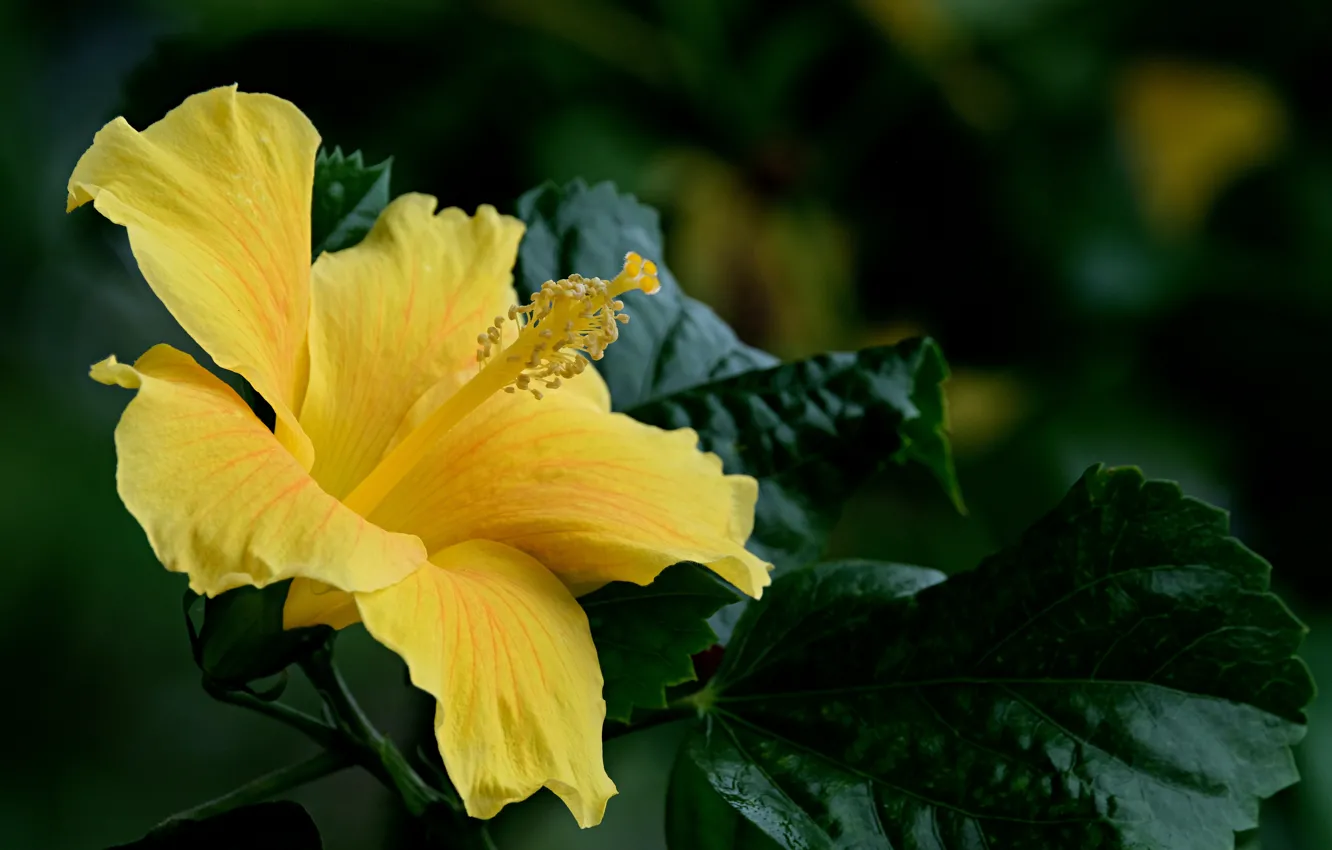 Photo wallpaper leaves, flowers, yellow, hibiscus