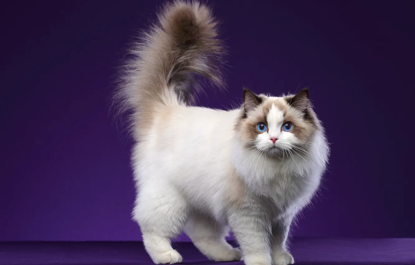 Photo wallpaper cat, cat, look, pose, tail, face, purple background, Studio