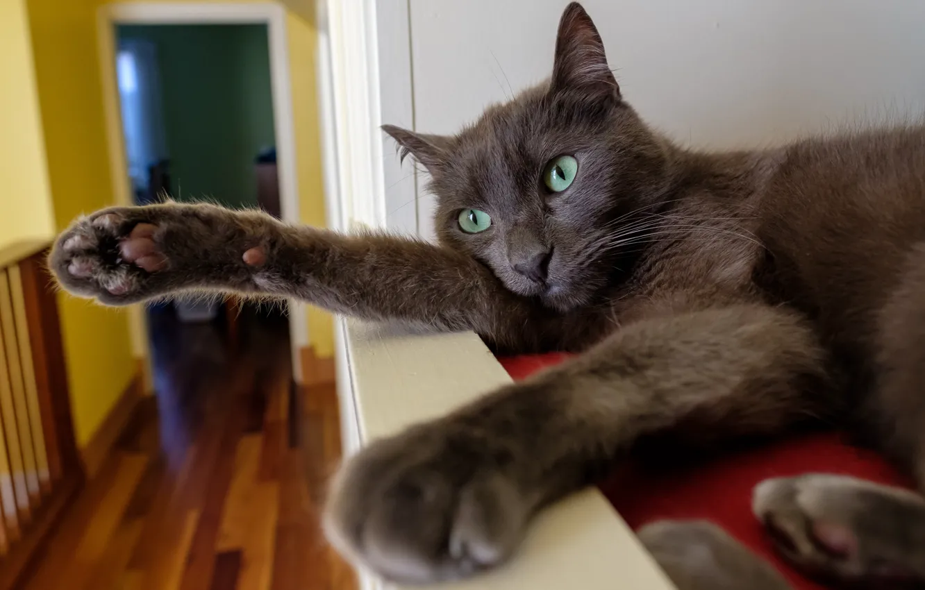 Photo wallpaper cat, cat, pose, grey, room, paws, shelf, lies