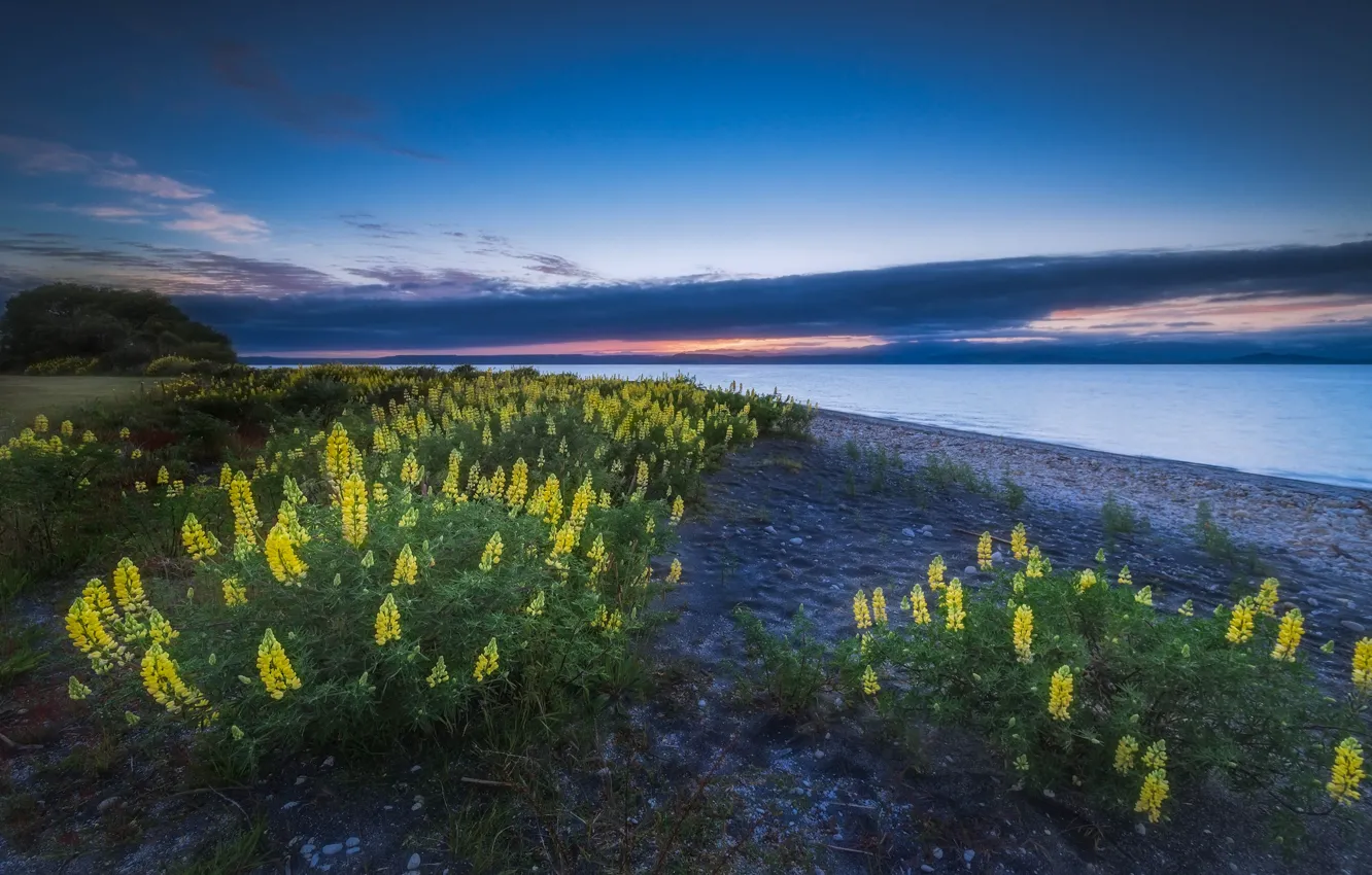 Photo wallpaper flowers, nature, New Zealand, New Zealand, lake Taupo, Lake Taupo, lupins