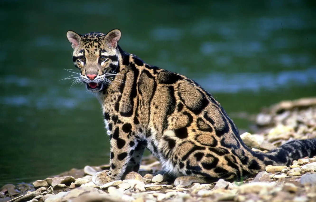 Photo wallpaper nature, leopard, clouded leopard