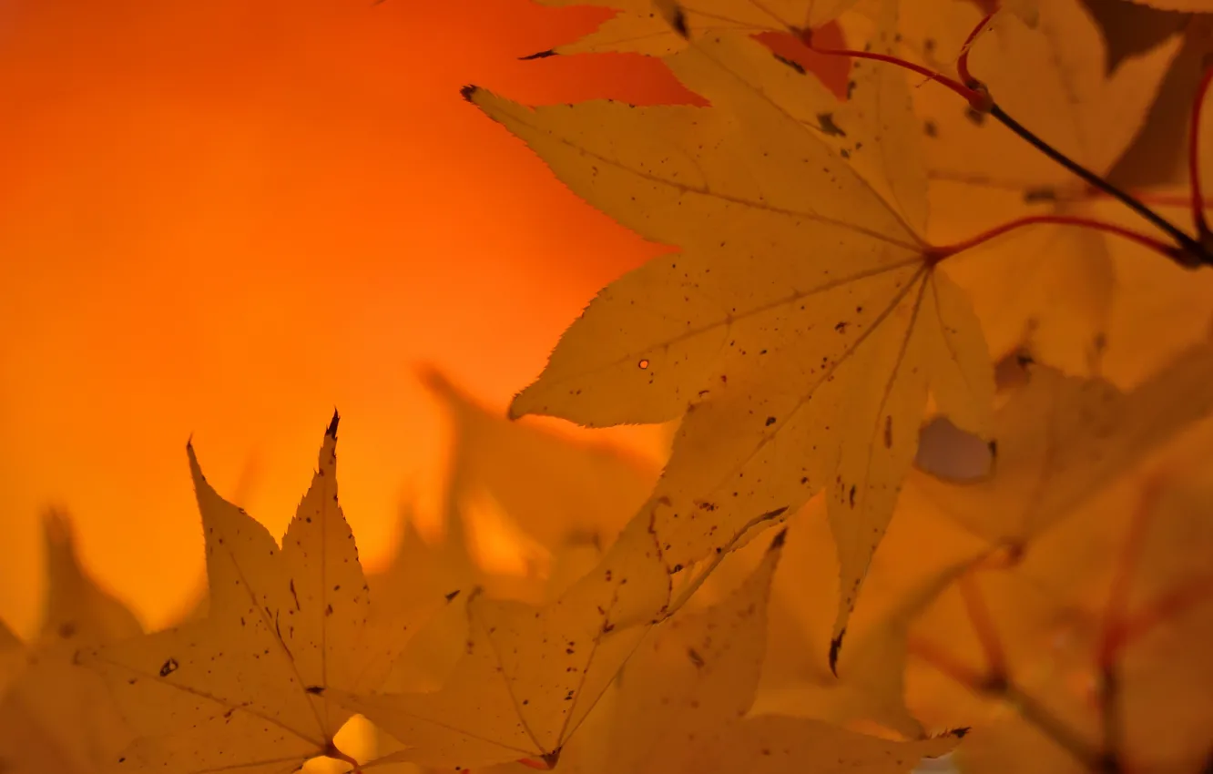 Photo wallpaper autumn, leaves, nature