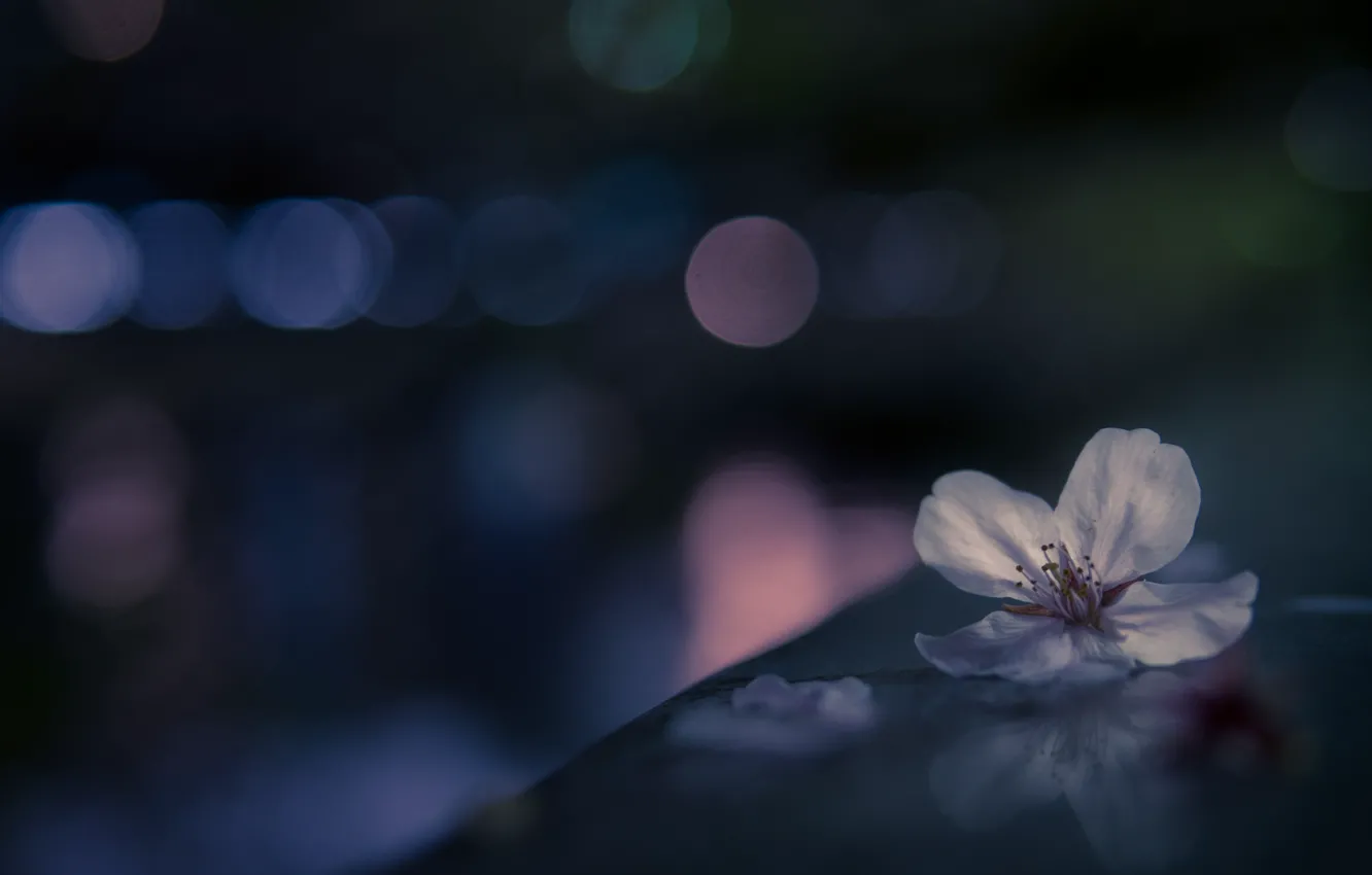 Photo wallpaper macro, flowers, Sakura, bokeh