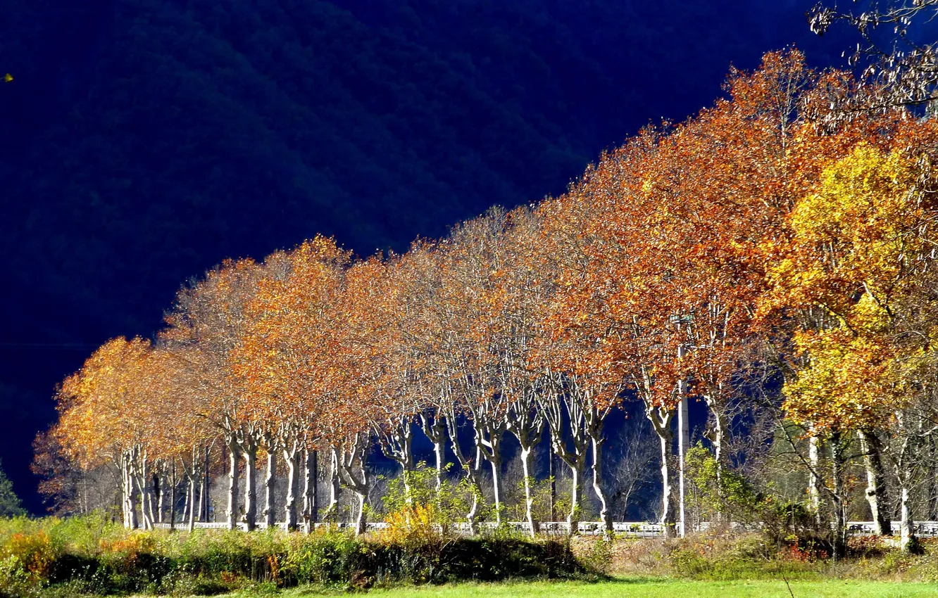 Photo wallpaper autumn, trees, landscape, France, Provence-Alpes-Cote d'azur, Maassen
