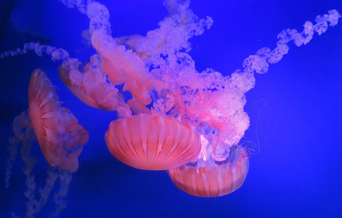 Photo wallpaper the ocean, blue, jellyfish