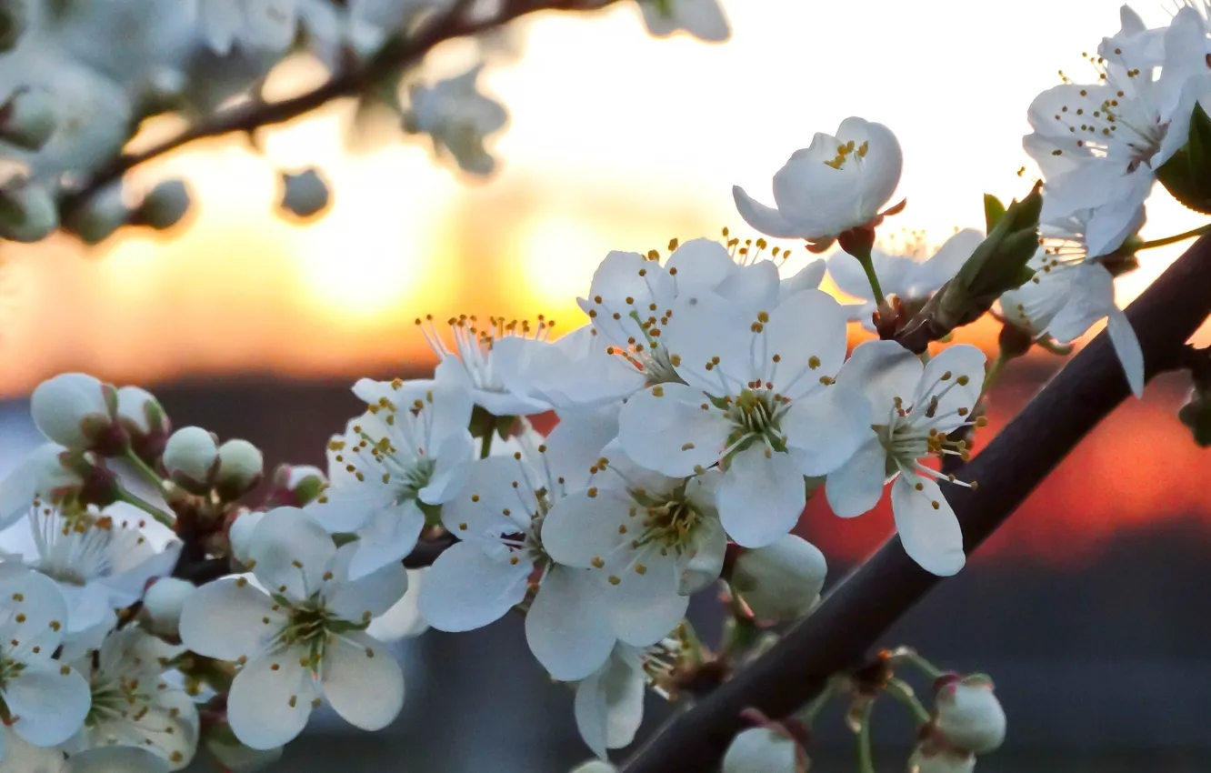 Photo wallpaper #nature, #Flower, #beauty, #scenery