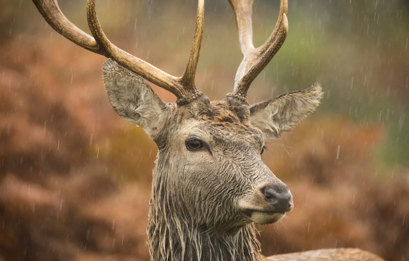 Photo wallpaper look, face, rain, portrait, deer, horns