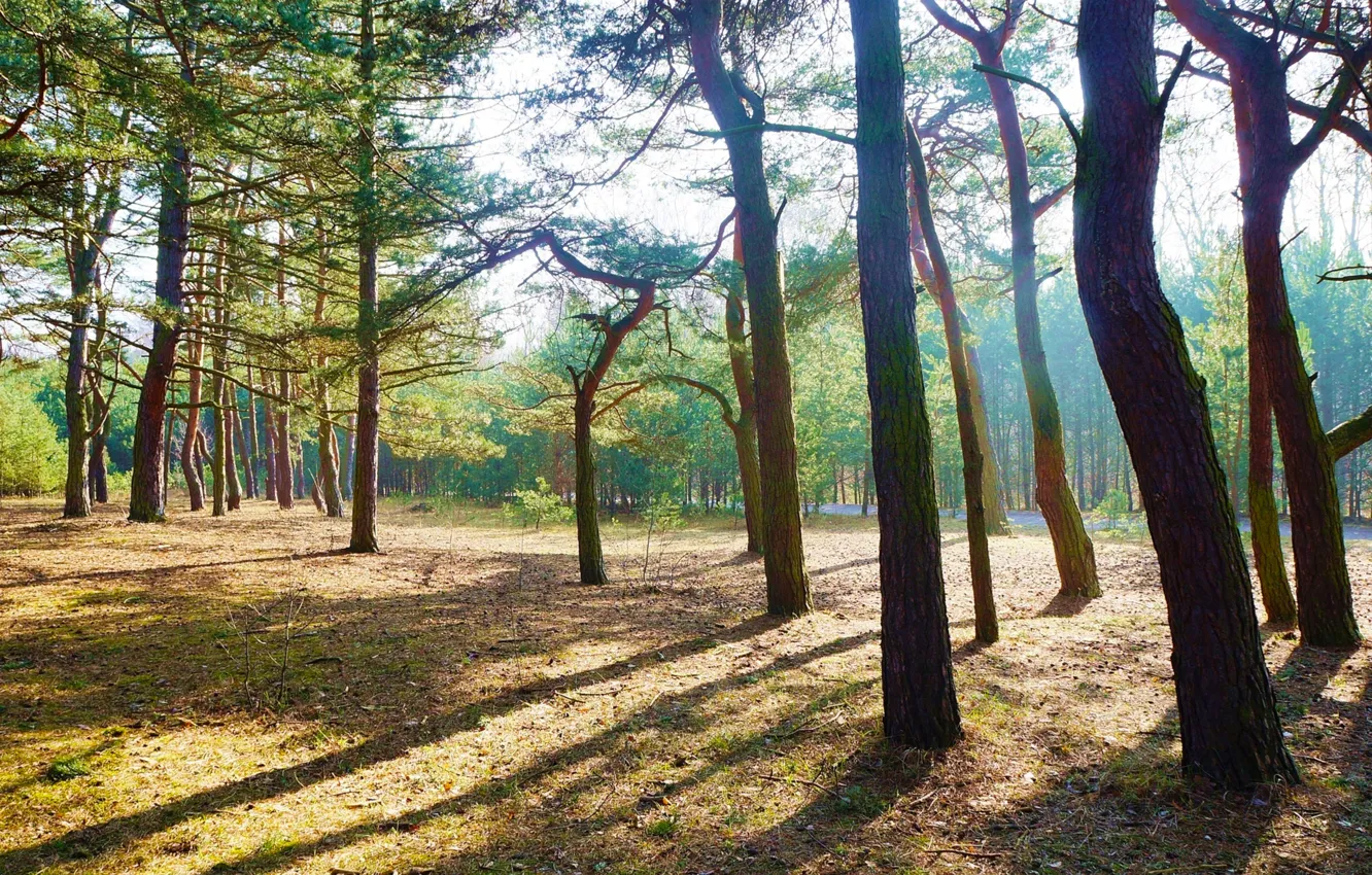 Photo wallpaper forest, park, tree