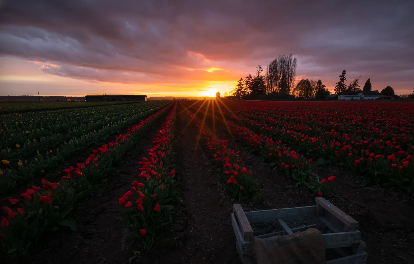 Photo wallpaper sunset, flowers, red, spring, tulips, box, plantation