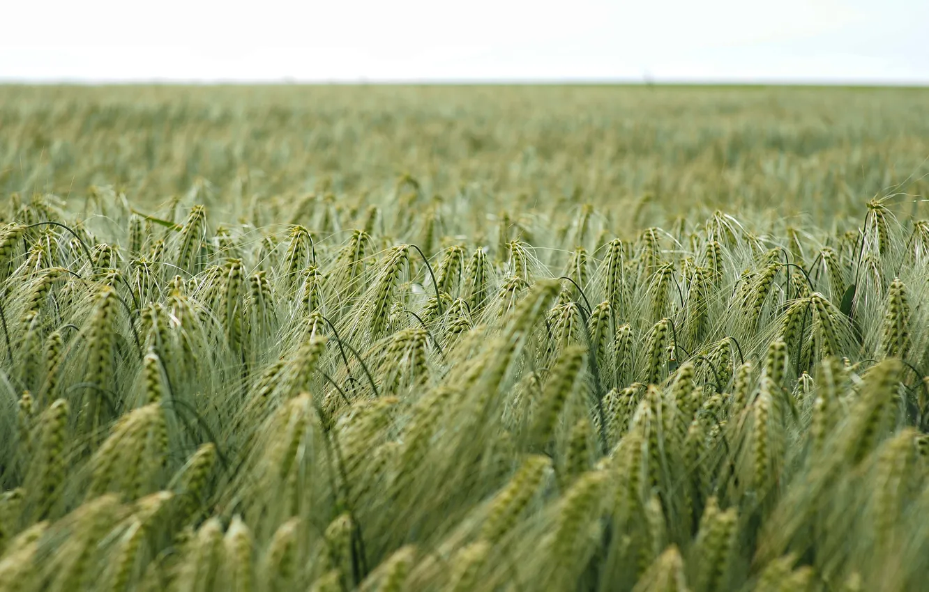 Photo wallpaper field, the sky, horizon, ears, bokeh