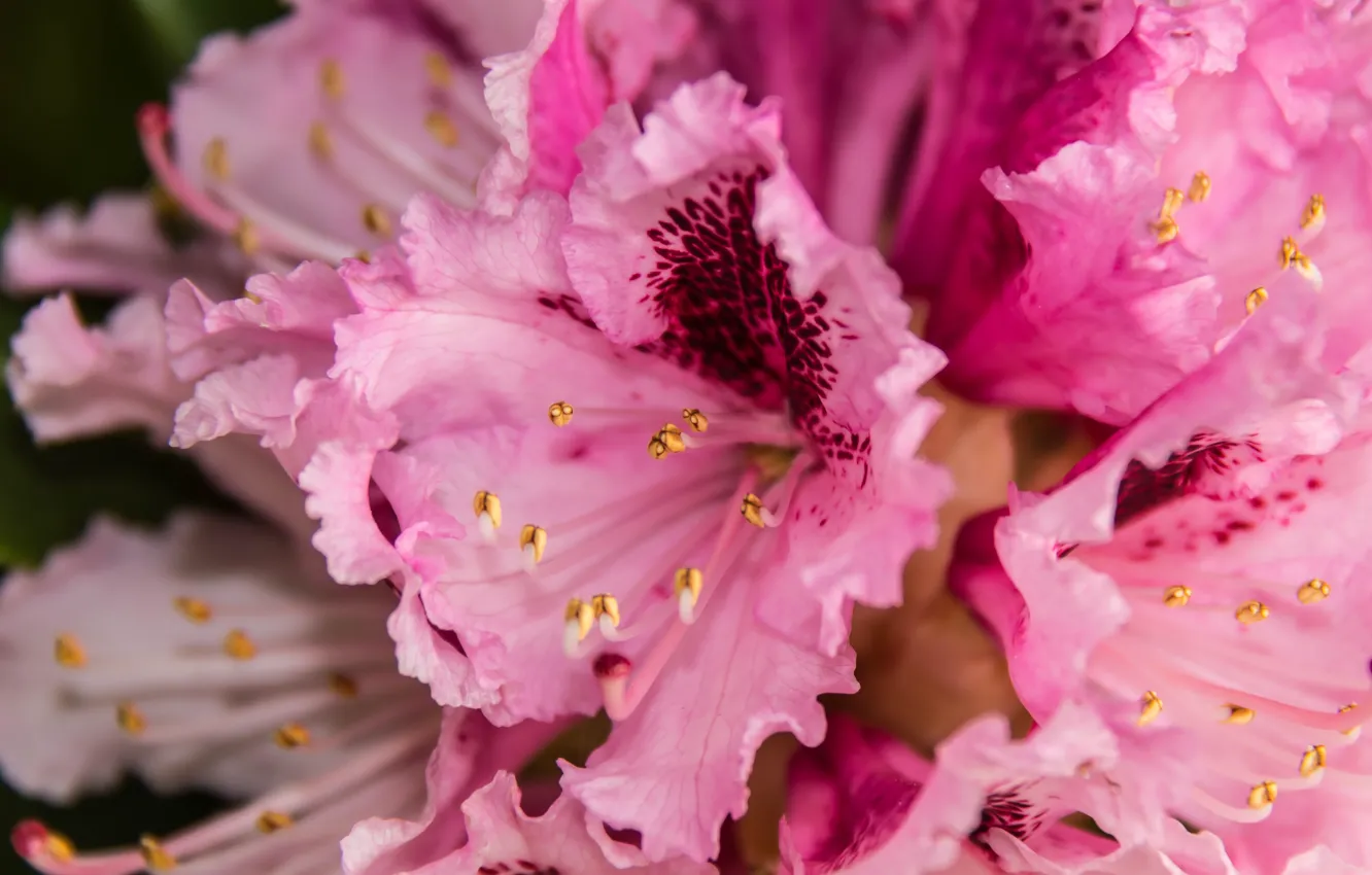 Photo wallpaper macro, flowers, close-up, petals, stamens, pink, inflorescence, spotted